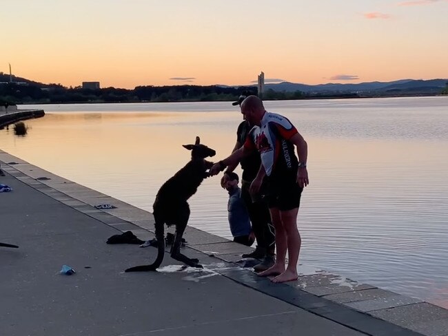 Two men pulled a cold kangaroo out of a lake early Tuesday morning. Picture: Facebook/Storyful