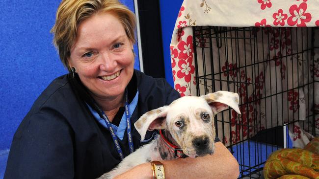 Tick season: RSPCA warn about tick season | The Courier Mail