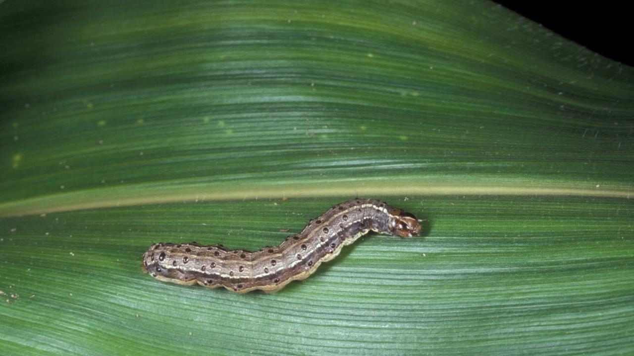 Fall armyworm caterpillar. Picture: James Castner