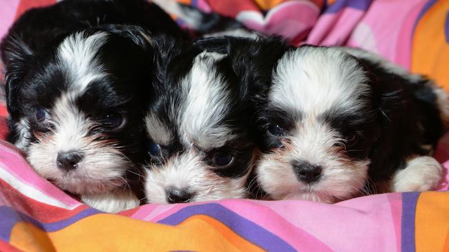 Puppies....as if a child could resist? They aren’t just man’s best friend. Picture: News Corp.