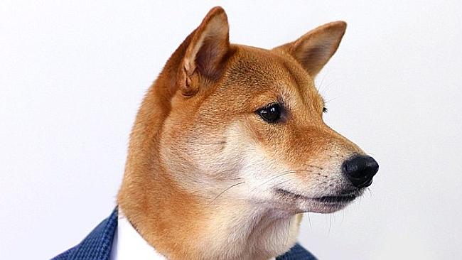 Menswear Dog