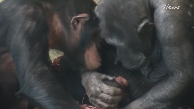 Baby Chimp at Monarto Zoo