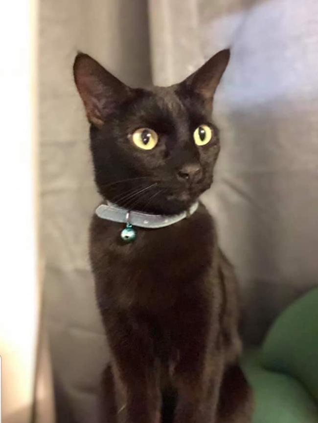 This is Gizmo the cat ,showing off to the ladies (Michelle Christensen and Kirra Nai-Smith). Picture: Kirra