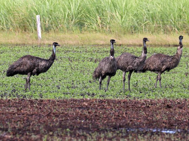 Part of a 16 strong mob of emu's taken from the Brooms Head Rd on February 20, 2021. Photo: Steve Ward.