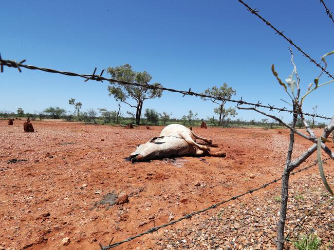 One of the many victims following the bad weather around Julia Creek. Picture: Nigel Hallett