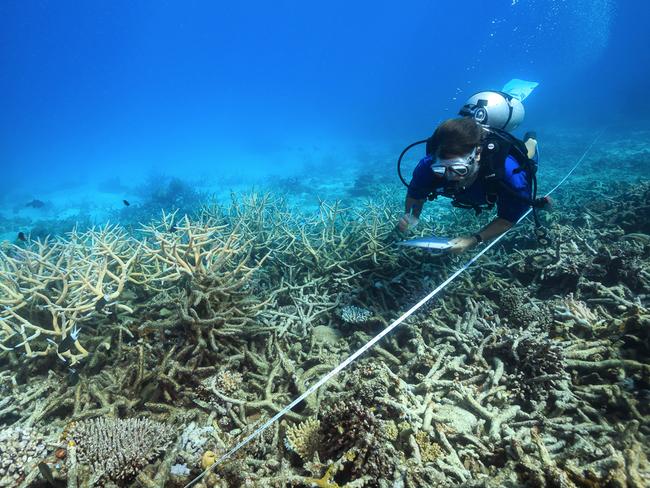 A scientist measuring coral bleaching in October 2016. Picture: Tane Sinclair-Taylor/ARC Center of Excellence via AP.