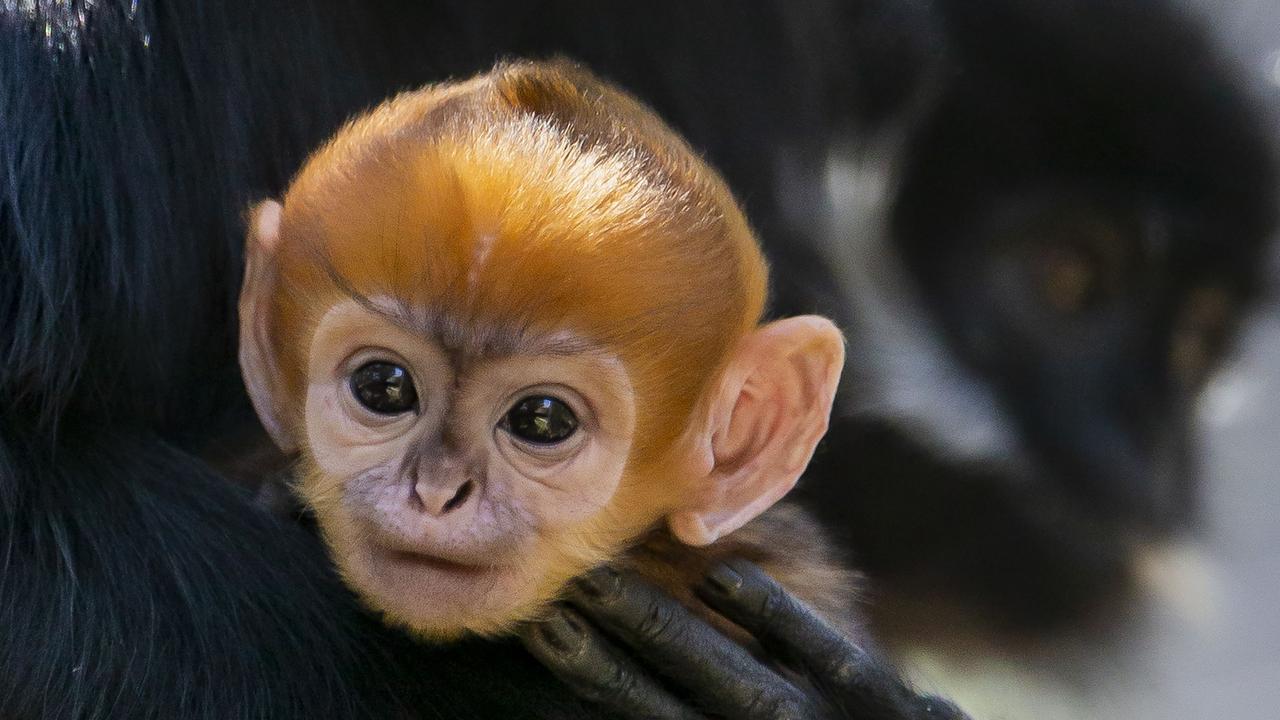 Rare Francois' Langur monkey born at Sydney's Taronga Zoo | KidsNews