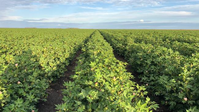 One Tree’s North Star Aggregation grows cotton in the summer months.