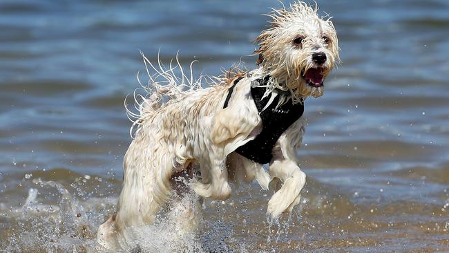 A happy dog at the official off-leash park at Rowland Reserve, Bayview. File picture: Troy Snook