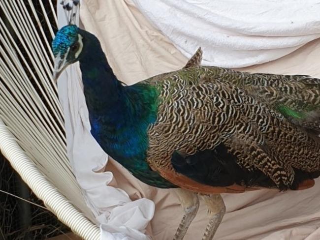 One of the three peacocks was captured after the chaos, but the remainder are still on the run. Picture: RSPCA