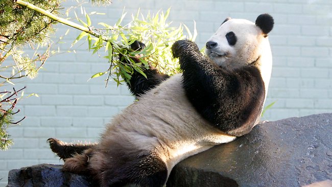 Pandas to try life in the wild | news.com.au — Australia’s leading news ...