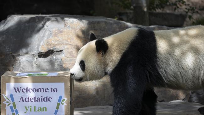 Giant Panda, Yi Lan makes her public debut at Adelaide Zoo on 21st January 2025. Picture: Brett Hartwig