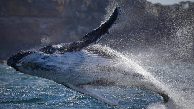 One of the star attractions for tourists is whale watching. Picture: Jonas Liebschner/Whale Watching Sydney