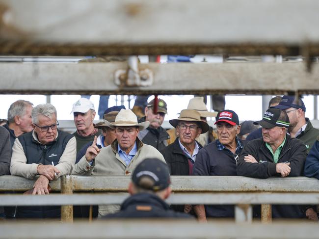 Action at the Leongatha store cattle sale on Friday, April 23, 2021.