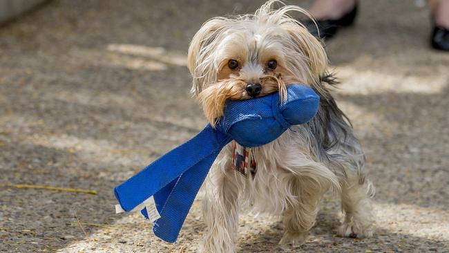 Bruce Springsteen the dog with his favourite toy Mr Squeaker. Picture: Jerad Williams