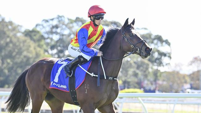 Prorata, the son of emerging sire Pierata, races at Rosehill on Saturday. Picture: Bradley Photos