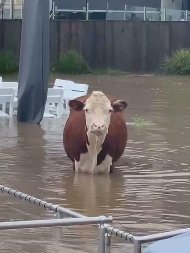 A stranded cow found in a flooded backyard. Picture: Facebook