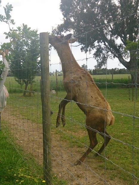 A deer at Mandi and Paul McDonald's property in Moyhu. Picture: Facebook