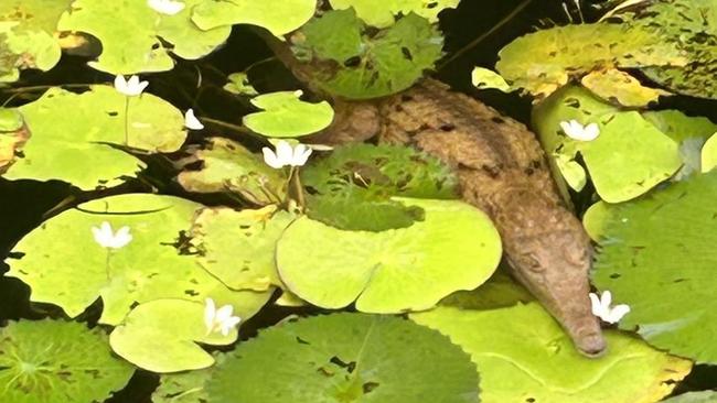 The Cairns Golf Club received a surprise visit from what is believed to be a freshwater crocodile. Picture: Facebook.