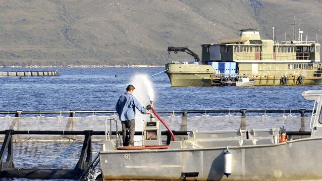 Recent publications have questioned the clean image of Tasmanian salmon farming in terms of the cost to the environment and to human health. Picture: AAP / Alan Porritt