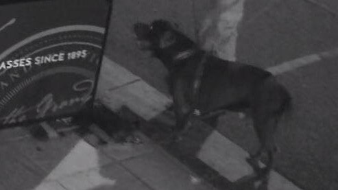 Police believe the offending dog was an American staffordshire terrier or similar.