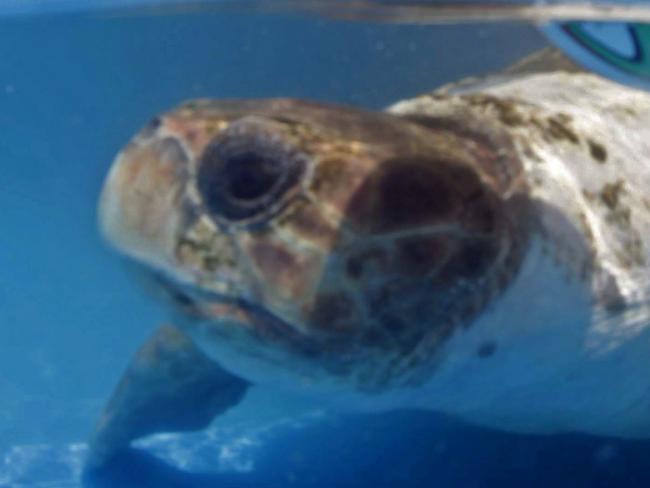 A turtle named "Cabecao," or Big Head, swims in a pool in Praia do Forte, Brazil, Tuesday, June 10, 2014. The turtle, Brazil's answer to German octopus Paul who started the psychic animal craze during the 2010 World Cup, predicted Tuesday that the host nation will beat Croatia in the opening game of the World Cup on Thursday. (AP Photo/Lucio Tavora, Agencia A Tarde)