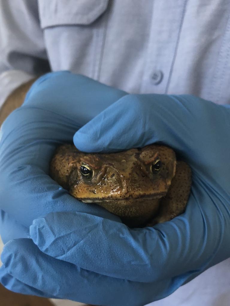 Cane Toads Invade Nsw As Qld Pest Spreads Across Australia 