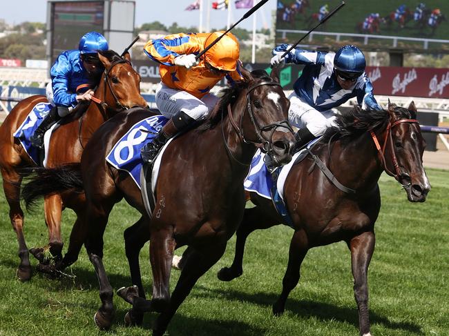 MELBOURNE , AUSTRALIA. November 11, 2023.  Champions Day races at Flemington Racecourse, Melbourne ..   Race 6 . The Darley Champions Sprint.   Imperatriz ridden by Opie Bosson holds of Buenos Noches and In Secret to win the Champions Sprint    . Pic: Michael Klein