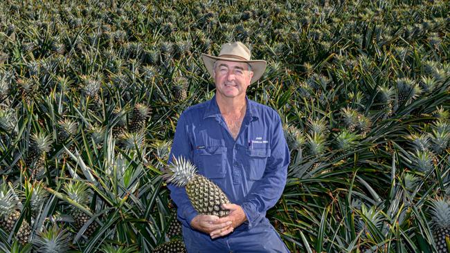 Pineapple grower John Steemson of Littabella Pines. Picture: Paul Beutel