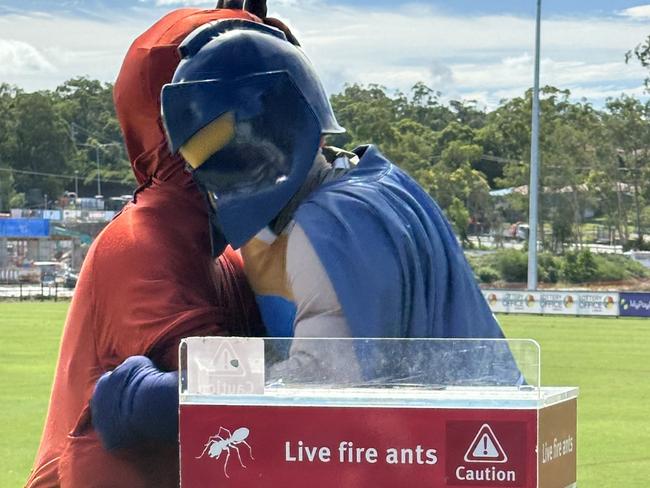 The Gold Coast Titans have joined forces with the National Fire Ants Eradication Program. Picture: Jake Garland