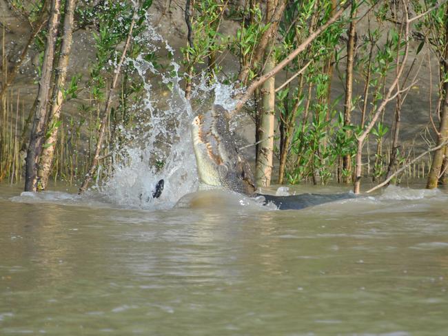 Rod Newman , his wife Kaye and son Luke may have lost a couple of hours fishing, but also saw an amazing tussle between several crocodiles and a Buffalo that had wandered into their territory.