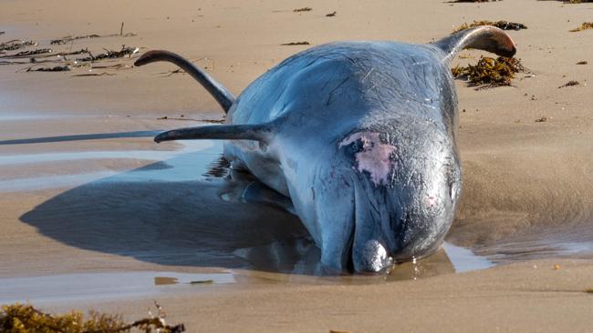 Adelaide news: Man saves baby dolphin by carrying it back out to sea at  Moana Beach