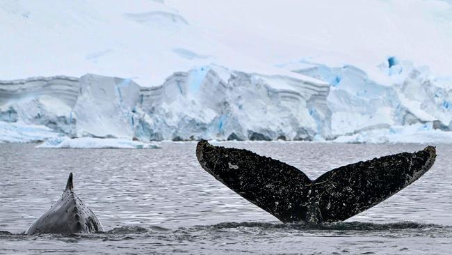 Whales eat krill which often mistake tiny microplastic particles for its food. ‘When a whale feeds on this krill, the microplastic most likely enters its intestines.’ affecting its lung system, reproductive system and even its ability to swim, said Tigreros. Picture: Juan Barreto / AFP