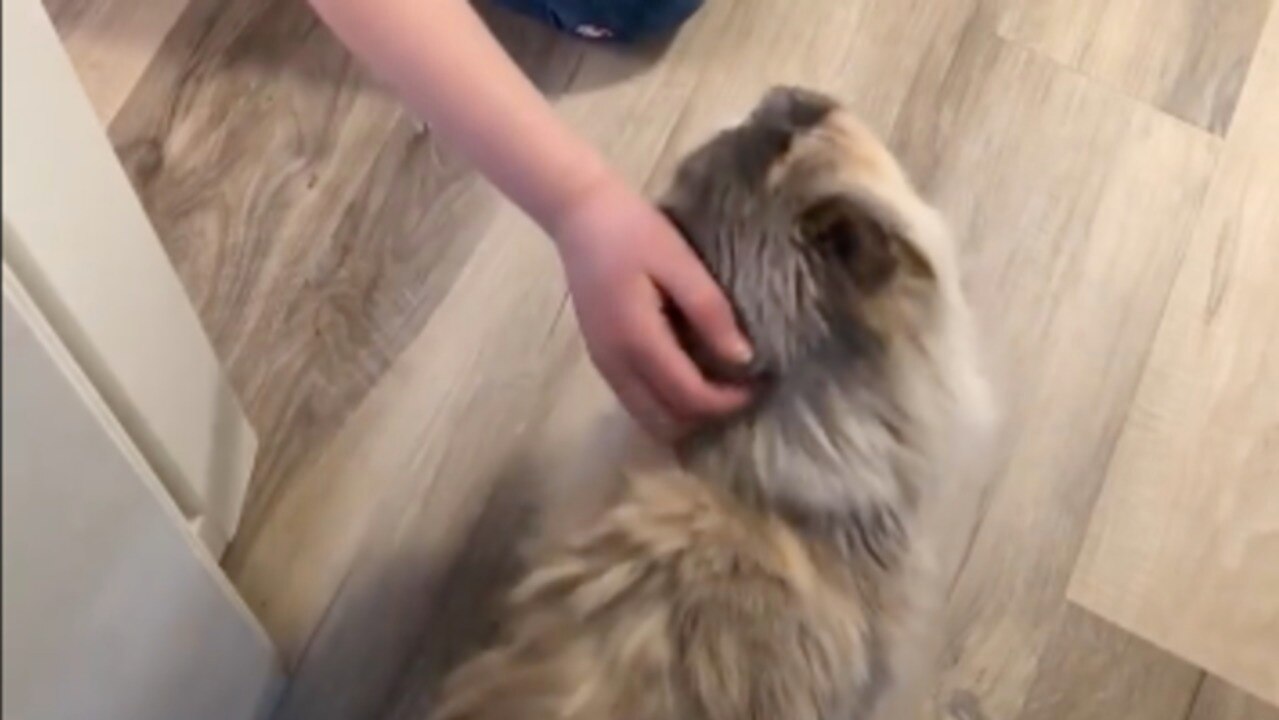 Little Girl Has Sweet Reaction When Reunited With Missing Cat After 4 Years