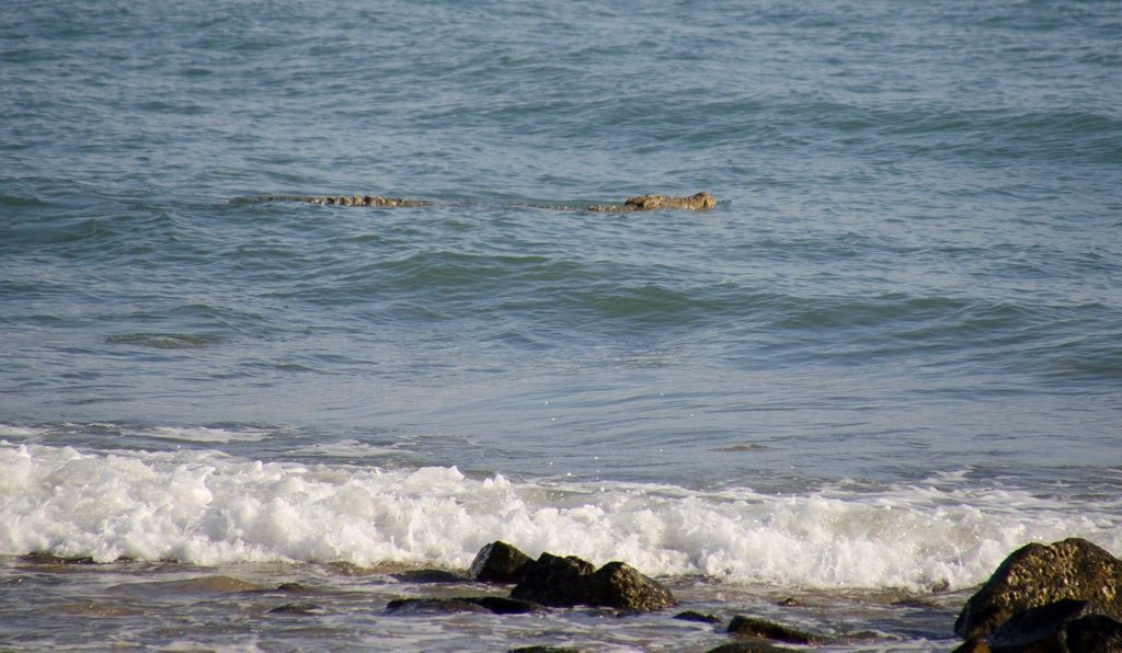 Crocodile sighting