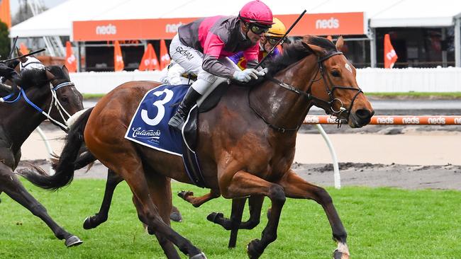 Stakes class mare Sirileo Miss was one of five horses that allegedly raced with traces of a breast cancer drug in its system. Picture: Racing Photos via Getty Images.