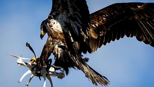 A royal eagle catches a drone during flight during a military exercise at the Mont-de-Marsan airbase, southwestern France. Picture: AFP