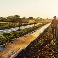 Man on a farm