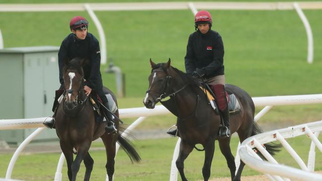US Navy Flag (right) gallops with stablemate Somerset Maugham after arriving in Australia. Picture: Getty Images