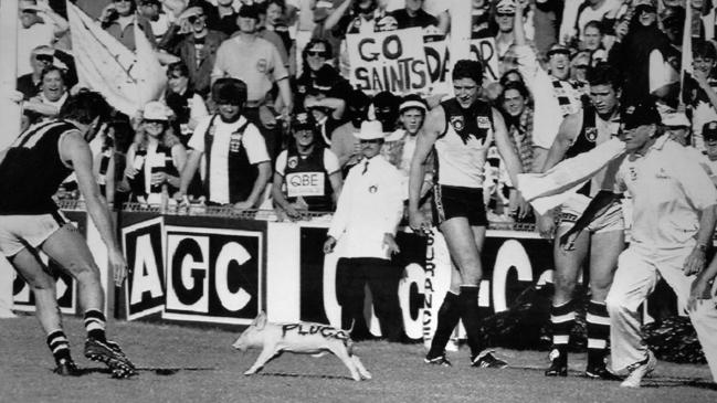 Plugga the Pig ran into footy folklore in 1993. Pic: Steve Cooper