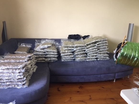 More than $1.5m worth of cannabis and cash seized from the alleged Rebels bikie gang safe house in suburban Adelaide. Picture: AFP