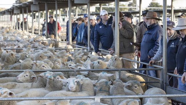 LIVESTOCK: Bendigo Sheep and Lamb salePICTURED: Bendigo Sheep and Lamb sale. Generic sheep. Stock Photo. Saleyards. Market Lambs.Picture: Zoe Phillips