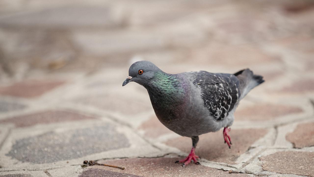 There are laws on pigeons in some parts of the country too.