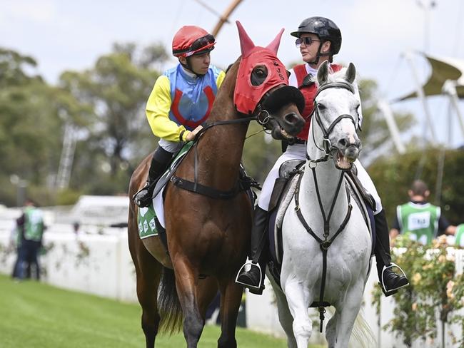 A more mature Lockdown Gamble resumes at Cowra on Sunday. Picture: Bradley Photos