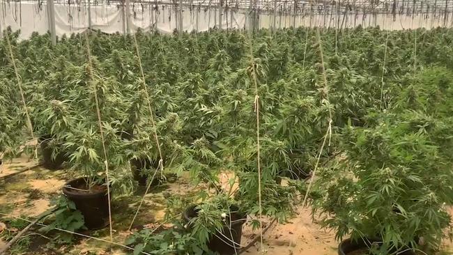 Two men will appear in court after police seized more than $3 million worth of cannabis plants at a rural property. Picture: NSW Police