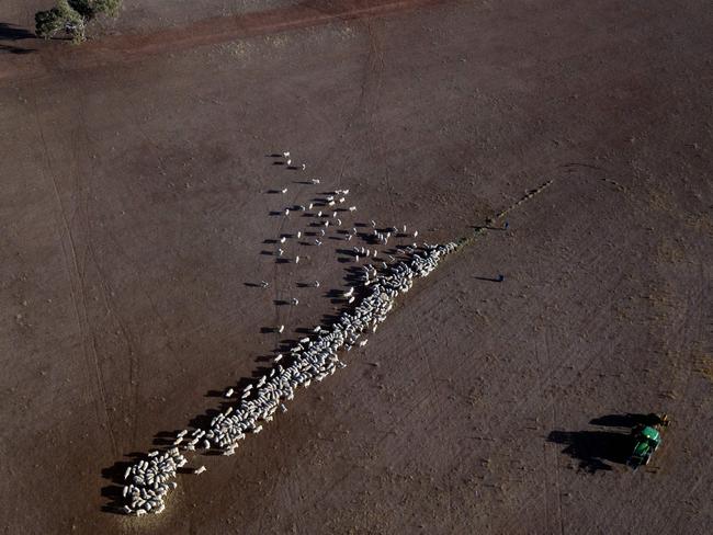 Cattle on a dry paddock in the drought-hit area of Quirindi in New South Wales. A crippling drought is decimating herds and putting desperate farmers under intense strain. Picture: Glenn Nicholls