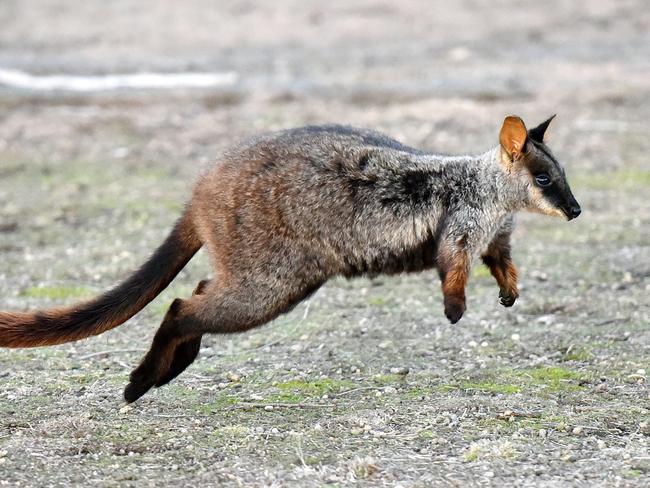 Enjoy a drink or two while helping raise funds for the wallabies! Picture: NIGEL HALLETT