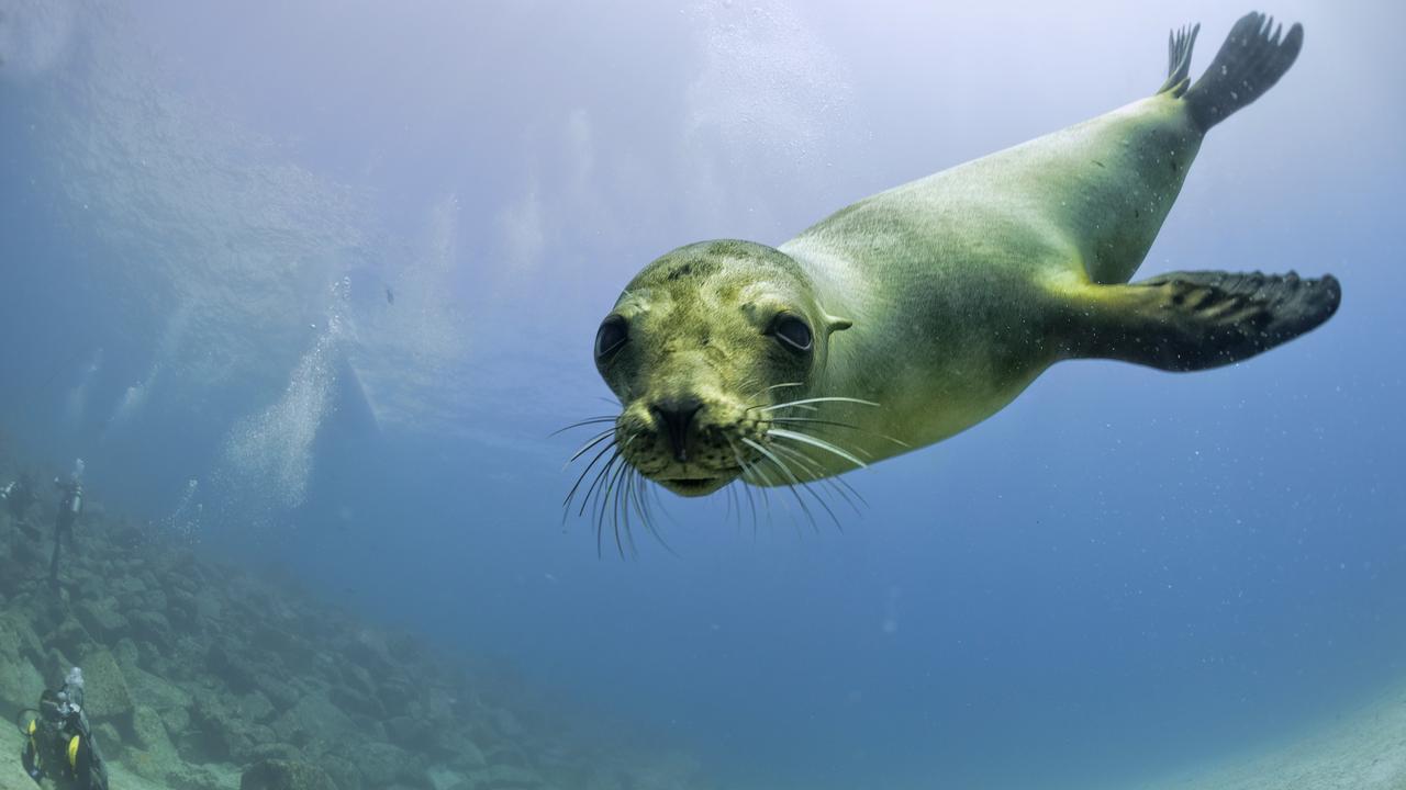 SUNDAY ESCAPE. DOC HOLIDAY. Galapagos Islands. Puppy sea lion underwater looking at you.  Picture: iStock