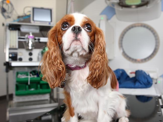 "Penny" ,  poses for photographs with the Linear Accelerator at the  Small Animal Specialist Hospital in North Ryde on Friday the 16th of March, 2018.The Small Animal Specialist Hospital is now treating your pets for Cancer with the use of a Linear Accelerator.