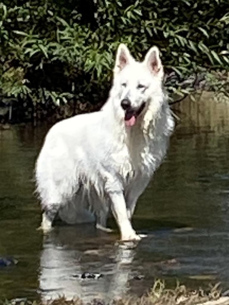 Nero the giant 15-month-old white Swiss sheperd puppy, submitted by Sophia Coles from Waverton